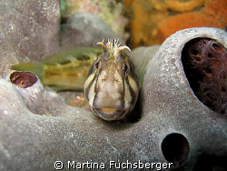 Tasmanien Blenny. This little fellow was quite happy to p... by Martina Fuchsberger 